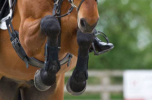 nan - The Infused Equestrian - nan
